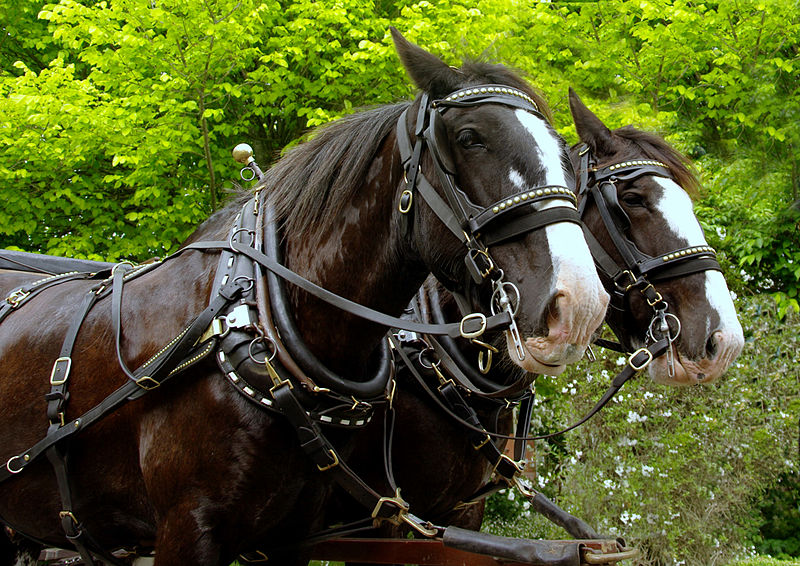 Clydesdale Horses